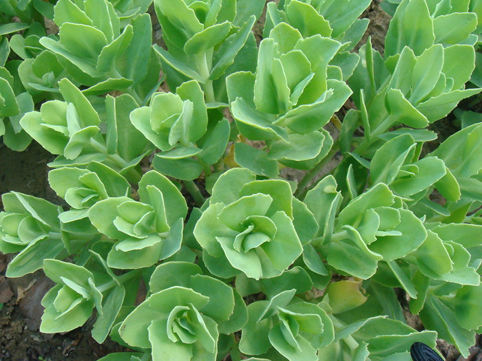 景天八宝花卉多肉叶景天三七活血大叶天长丽景多肉植物