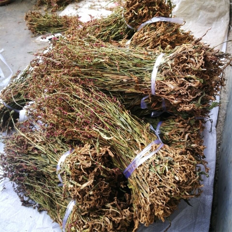 盘龙中药材贵州野生参苗绶草鲤鱼鱼草海珠草猪其他药食同源食品