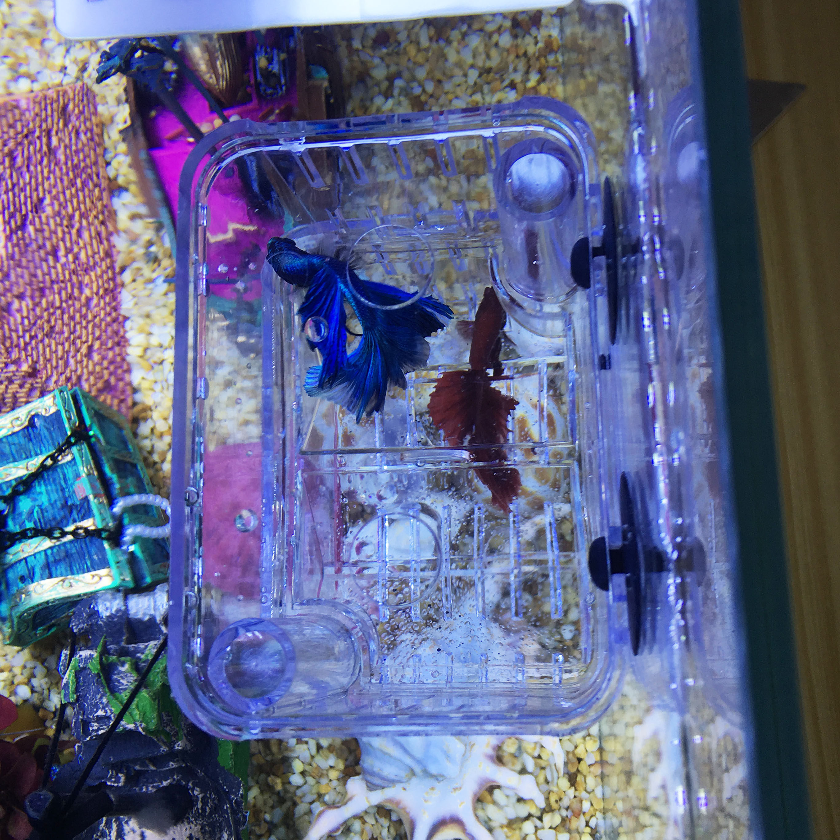 繁殖孵化鱼苗缸外孔雀小鱼隔离产房斗鱼鱼缸孵化器