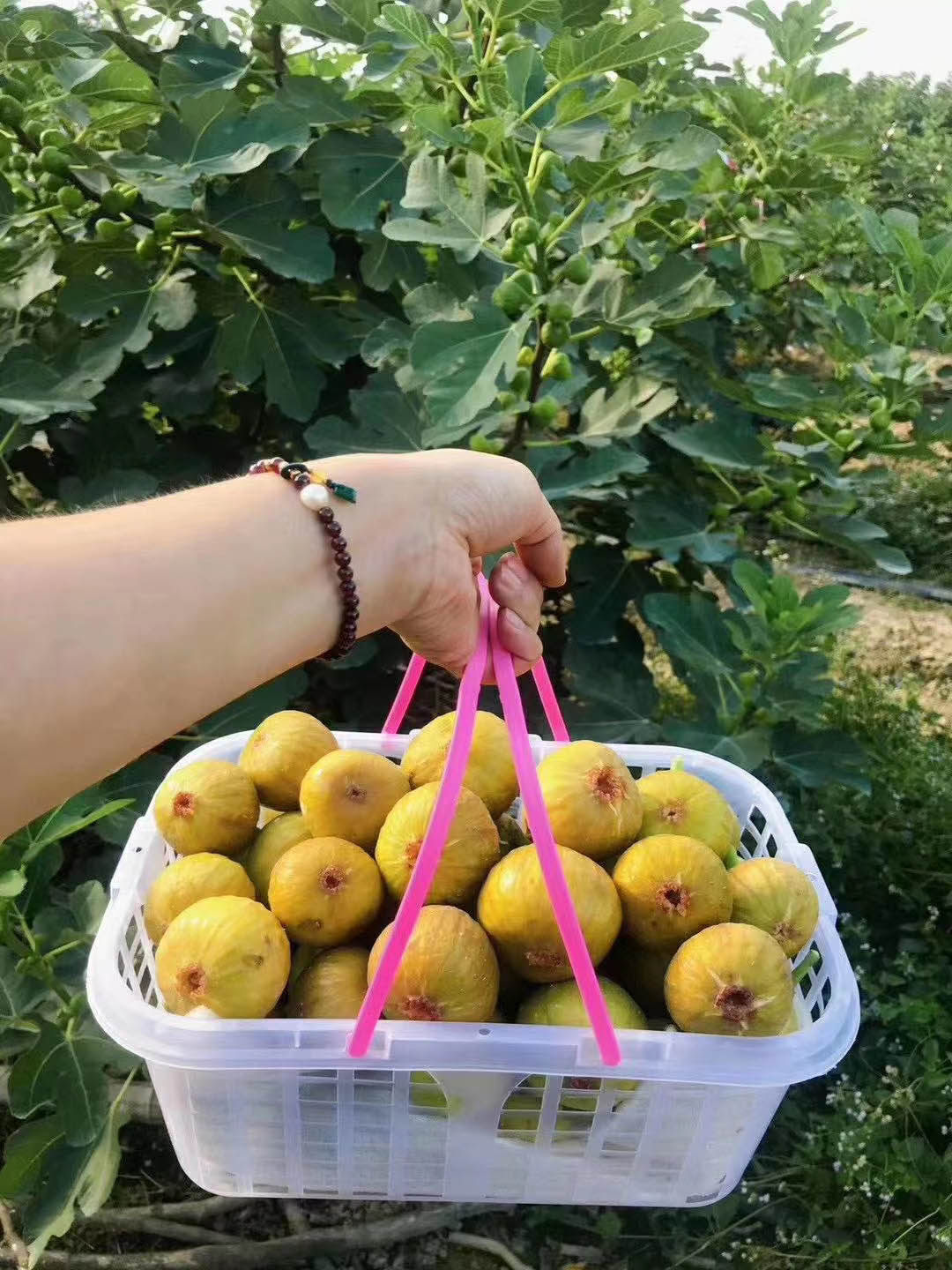 广东新鲜无花果3斤乐昌现摘软糯可口清甜广东省其它