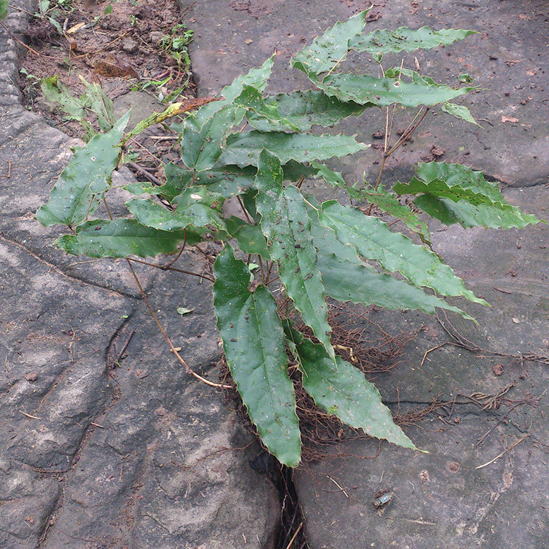 野生中药材淫羊藿苗花卉种子养生种苗下山桩盆景淫羊霍叶根泡酒茶