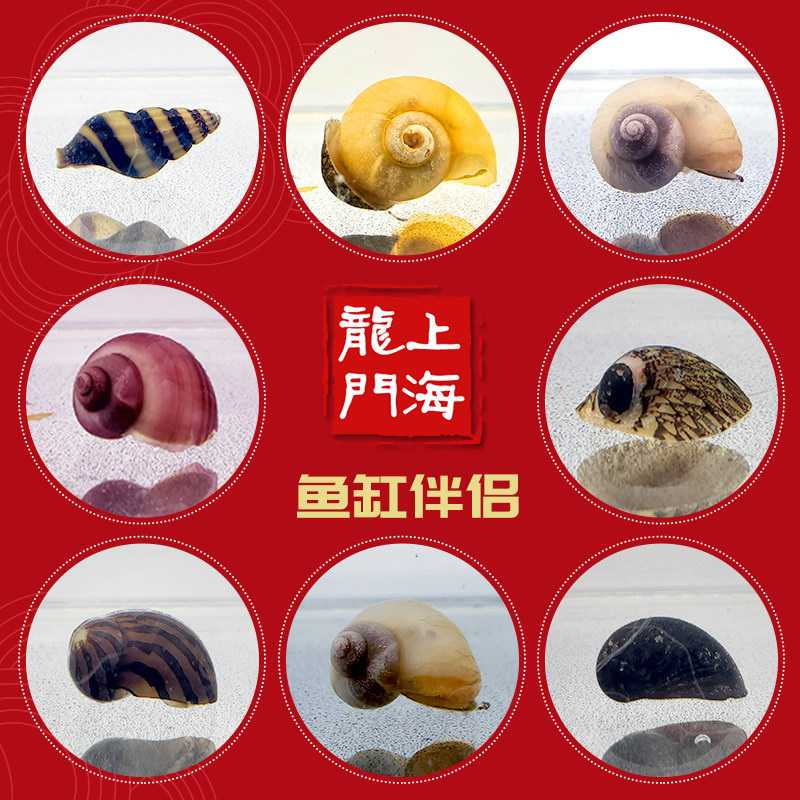 斑马螺黄金螺杀手成年活体观赏藻螺鱼缸清洁螺