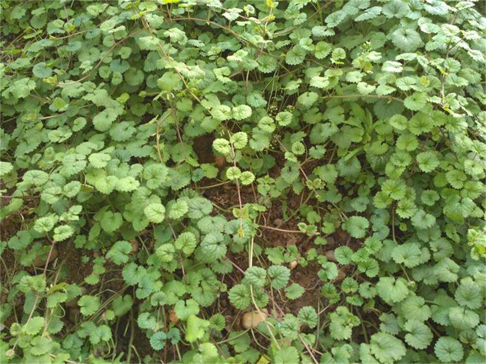 四川农家自采自销野生中药材晒干连线草透骨消一份500克两份包邮