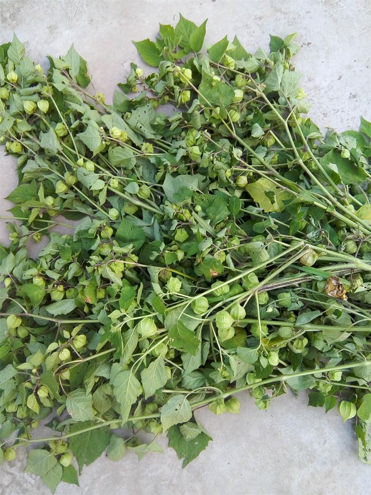 中药材野生新鲜晒干灯笼草打扑草天泡子挂金灯打额泡黄灯笼王母