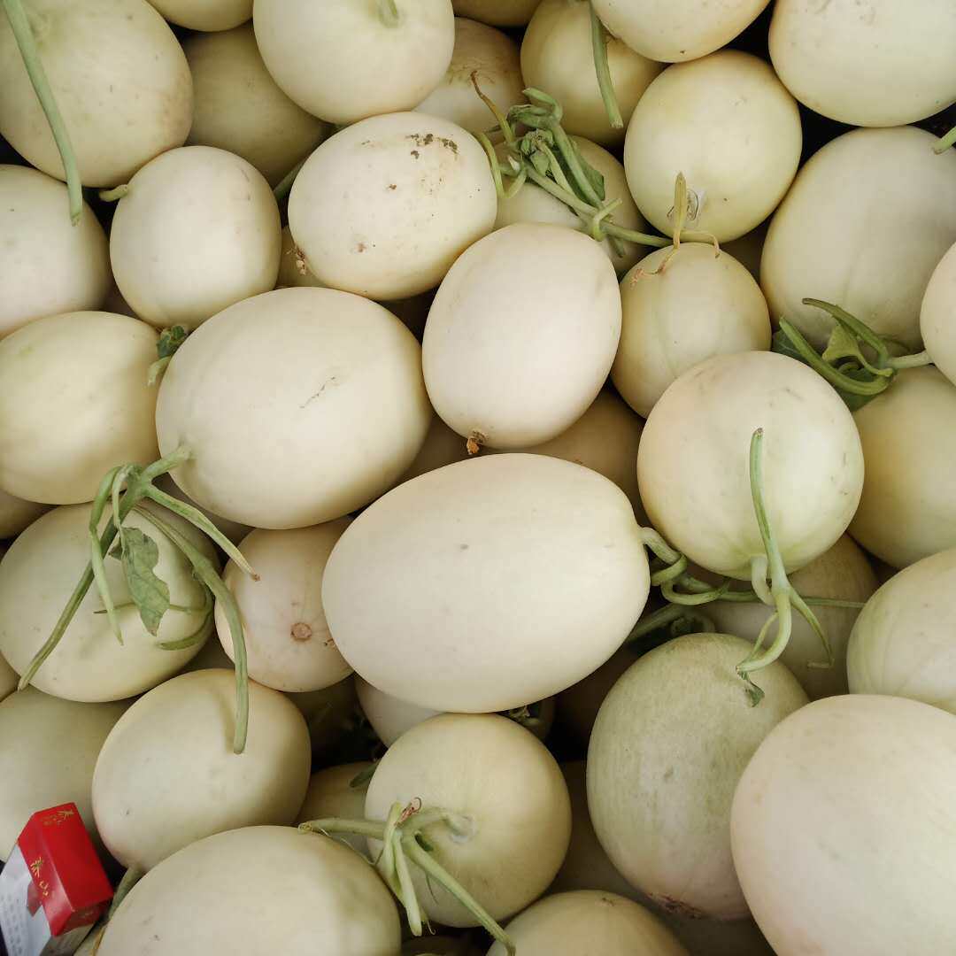 甜瓜江苏玉脆梨箱包整箱香瓜小香白甜瓜当季冰糖甜瓜