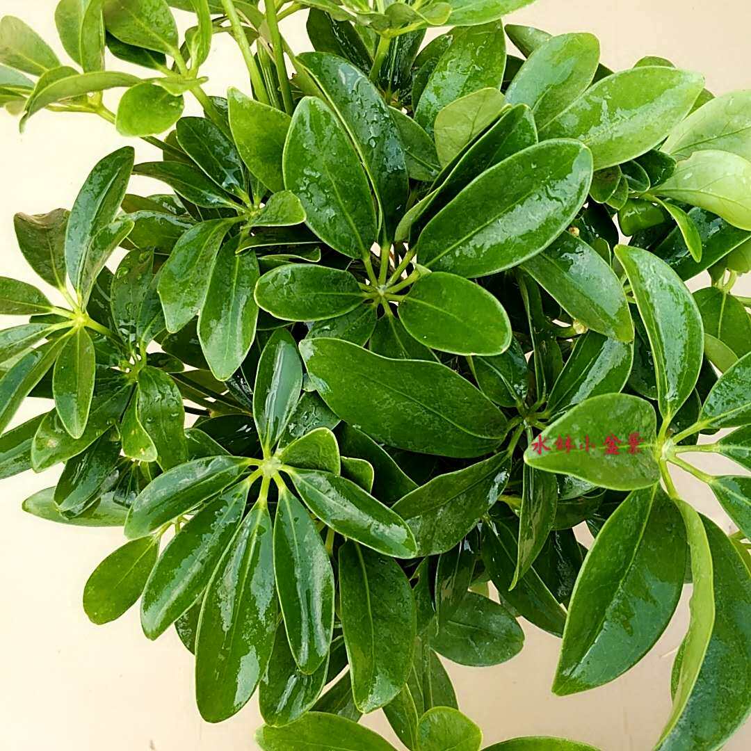 鸭脚木长青观绿植叶绿植四季盆栽甲醛阳台办公桌植物绿植