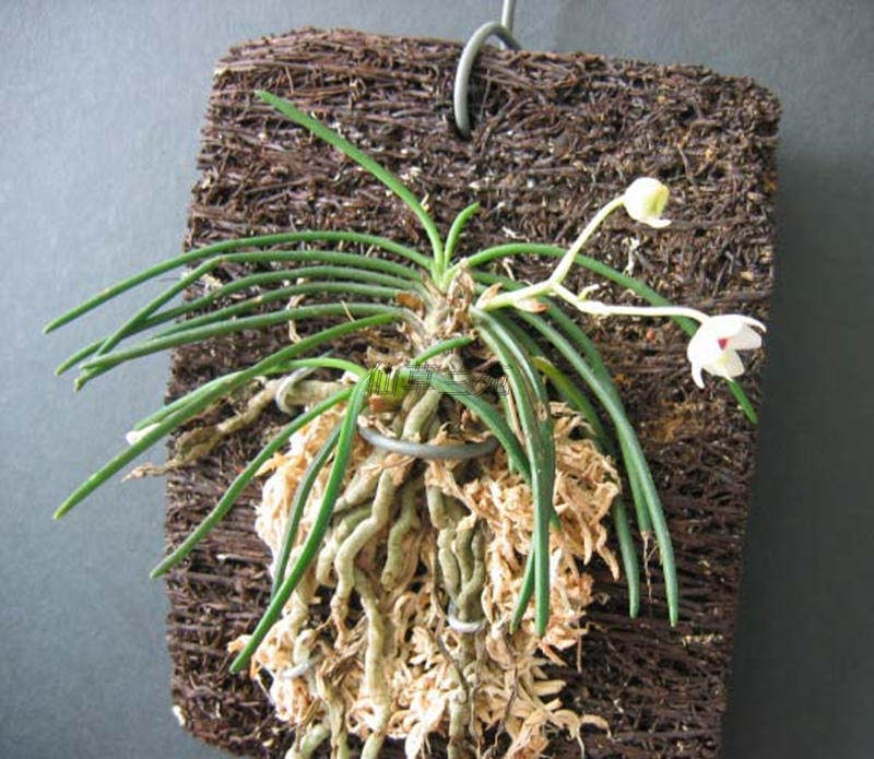 短距槽舌兰园艺附生兰小型雨林缸养造景原生种苗迷你附生兰苗包邮