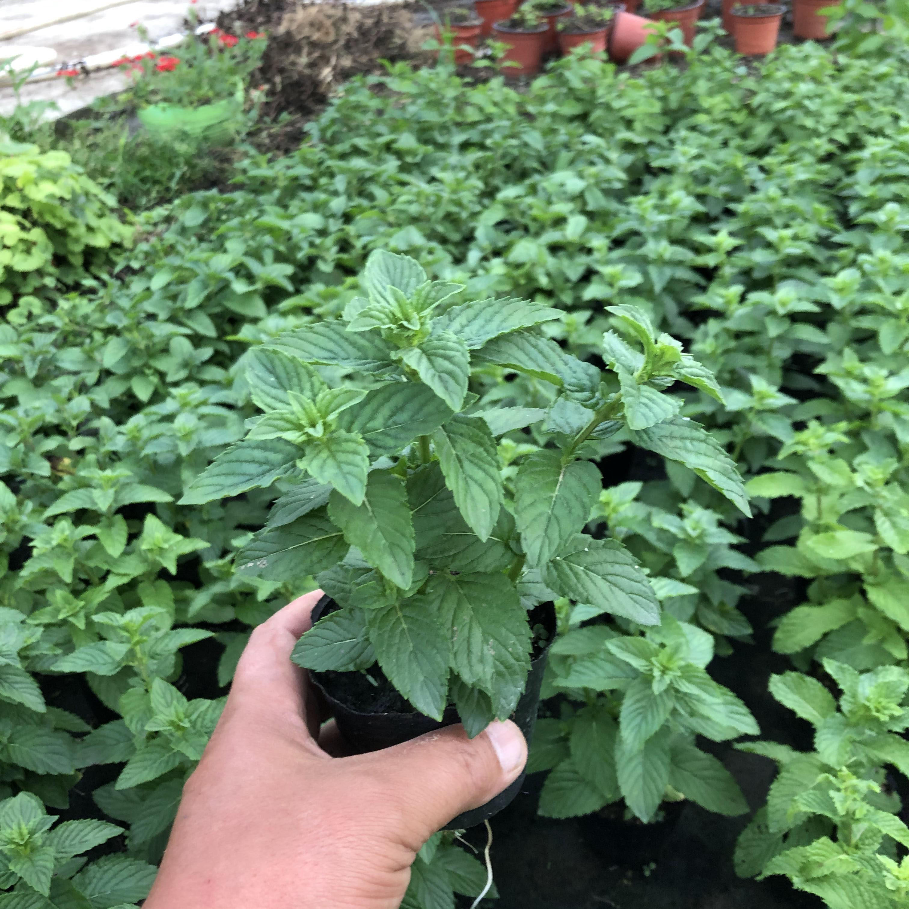 盆栽薄荷秋冬耐寒香槟香草庭院园艺花卉绿植绿植
