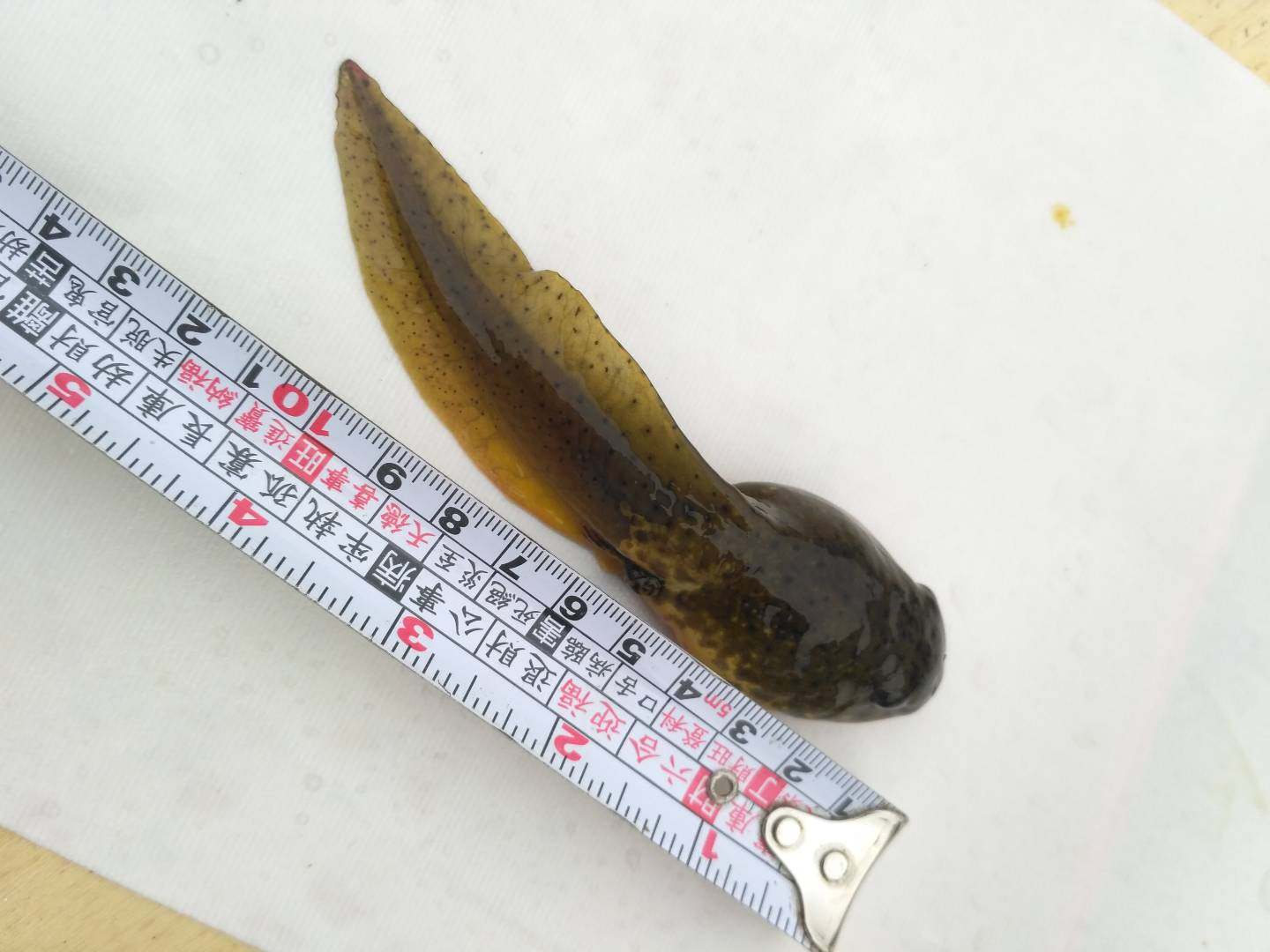 鲜活玩具非洲巨型牛蛙活体蝌蚪苗水水族优质其它宠物