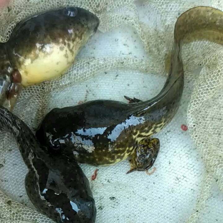 鲜活玩具非洲巨型牛蛙活体蝌蚪苗水水族优质其它宠物