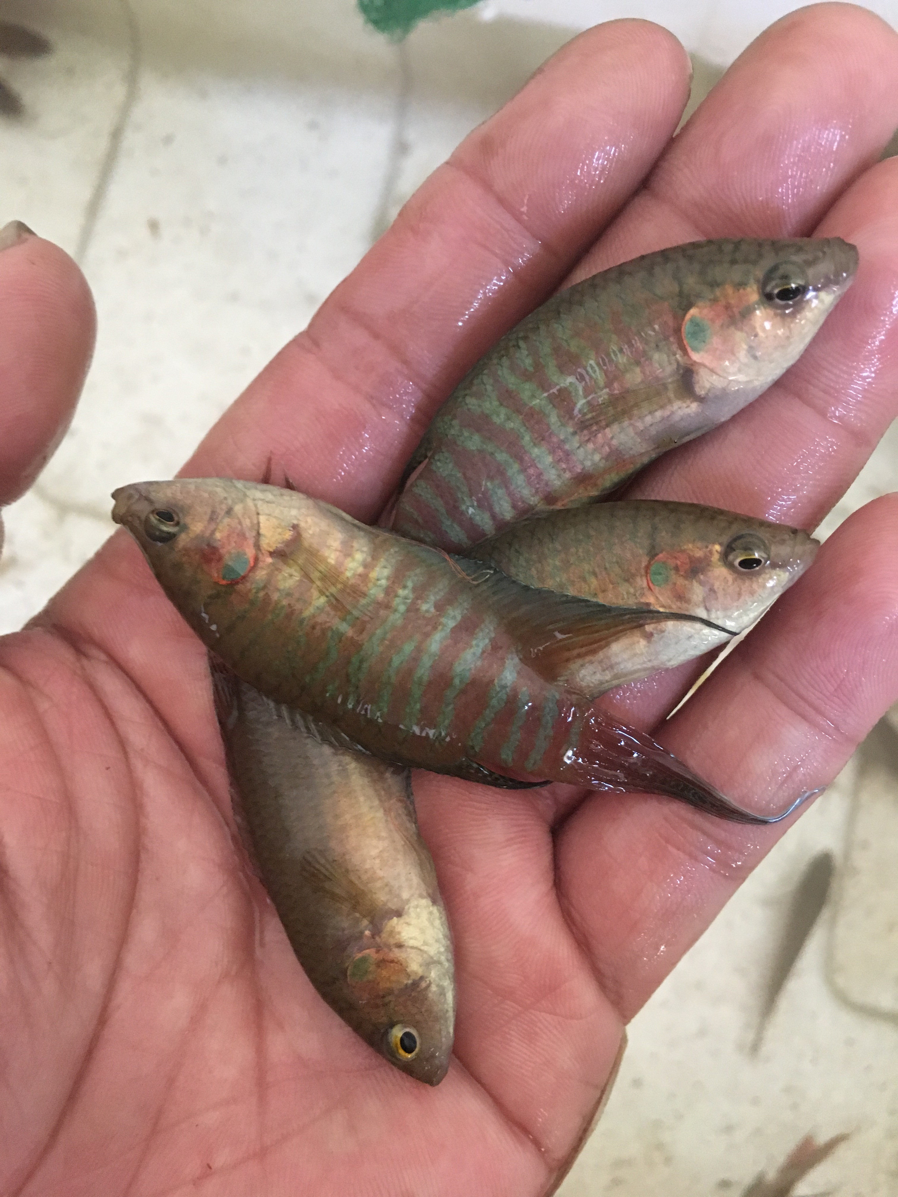 中国斗鱼普叉活体鱼苗淡水观赏观赏鱼鱼花手巾鱼