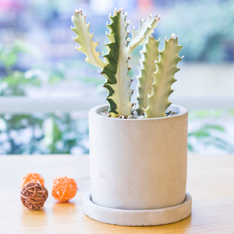 白龙骨龙骨多肉植物大戟科盆景小清新仙人掌桌面可爱多肉植物