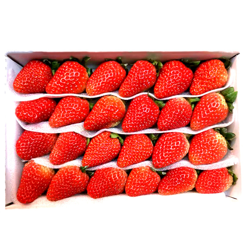 草莓新鲜365天四季酸甜小草盒装蛋糕装饰茶饮草莓