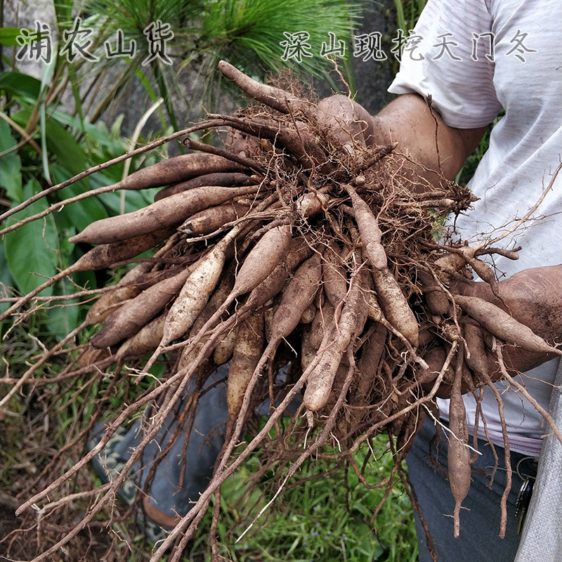 深山野生天门冬泡新鲜中药材三百棒现挖天500g天门冬