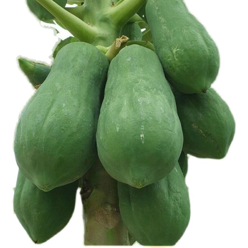 广西青木瓜新鲜现摘产妇下奶水果生木瓜菜瓜沙拉番木瓜腌酸整箱正