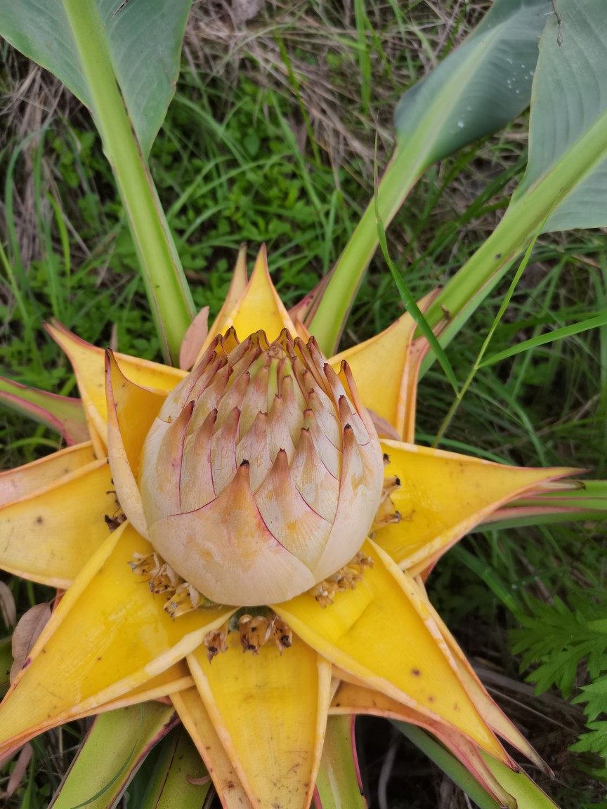 地涌金莲云南佛教圣花花千莲花大型花卉佛莲时令草本花卉