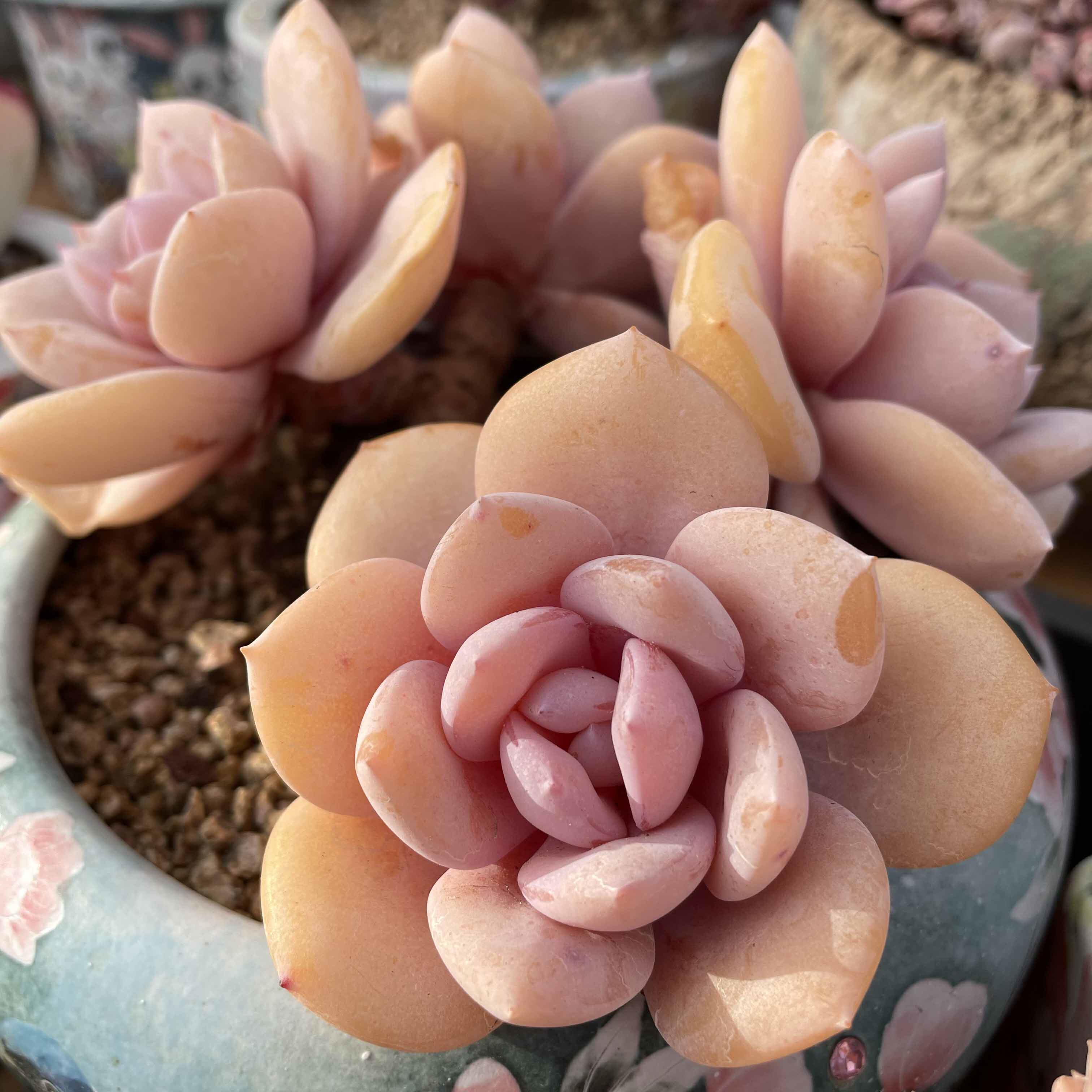 奶茶群老桩花沐多肉博物馆云南基地多肉植物