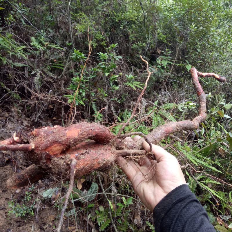 野生 桃金娘根 纯根 新鲜岗稔根 乌当泥根当泥根山棯子根500g晒干