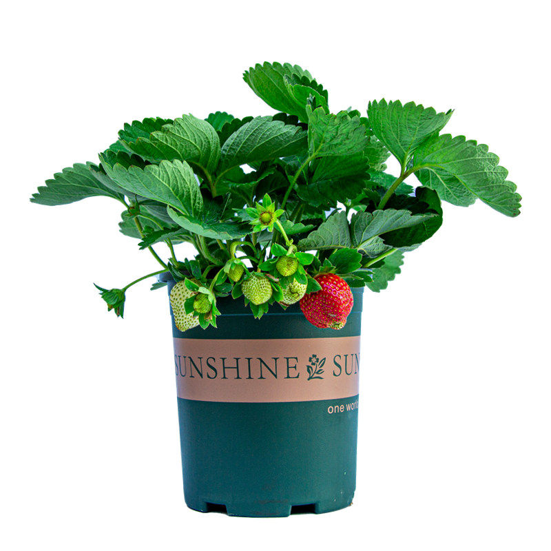 日本红颜草莓盆栽带土带果阳台四季好养水果绿植