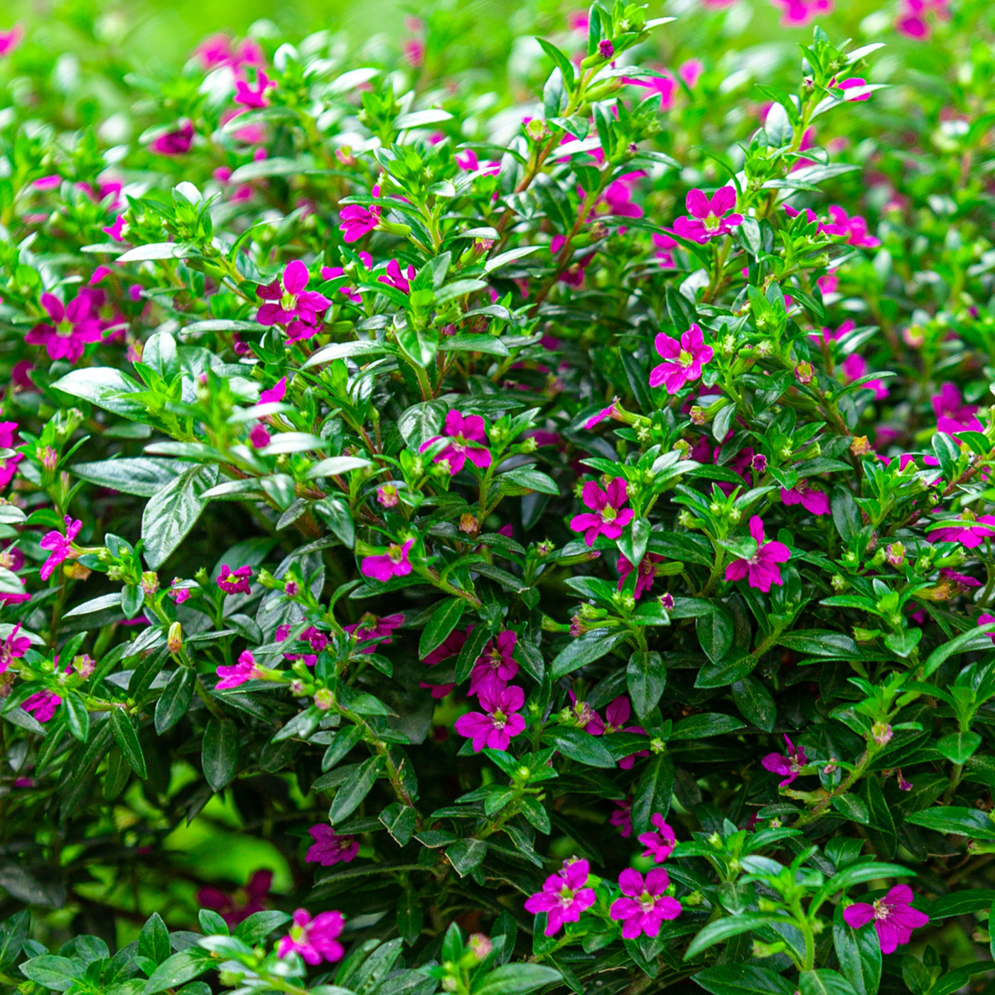 满天星盆栽室外阳台庭院好养植物四季开花不断花卉