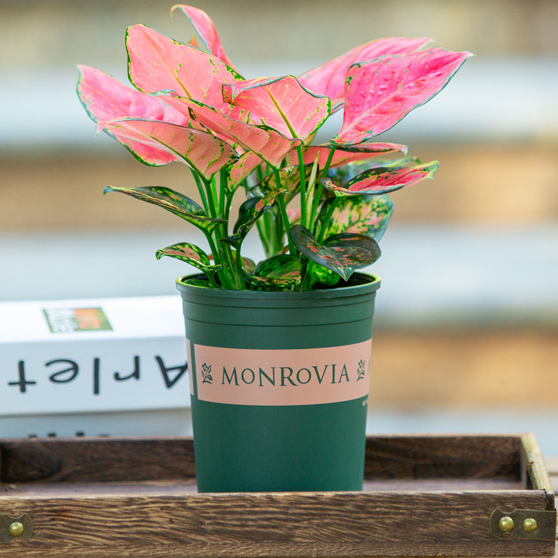 吉利喜庆花卉叶子花叶子红色植物叶植物办公室观客厅绿植