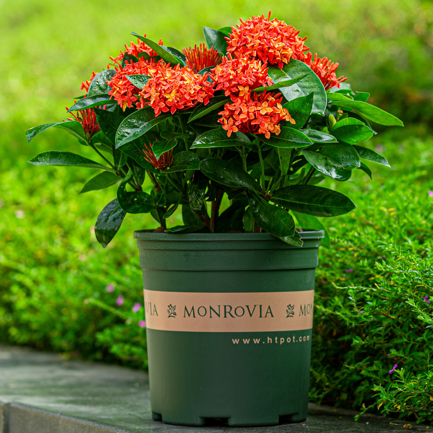 龙船不断花卉大盆养老开花花盆四季植物花园时令草本花卉