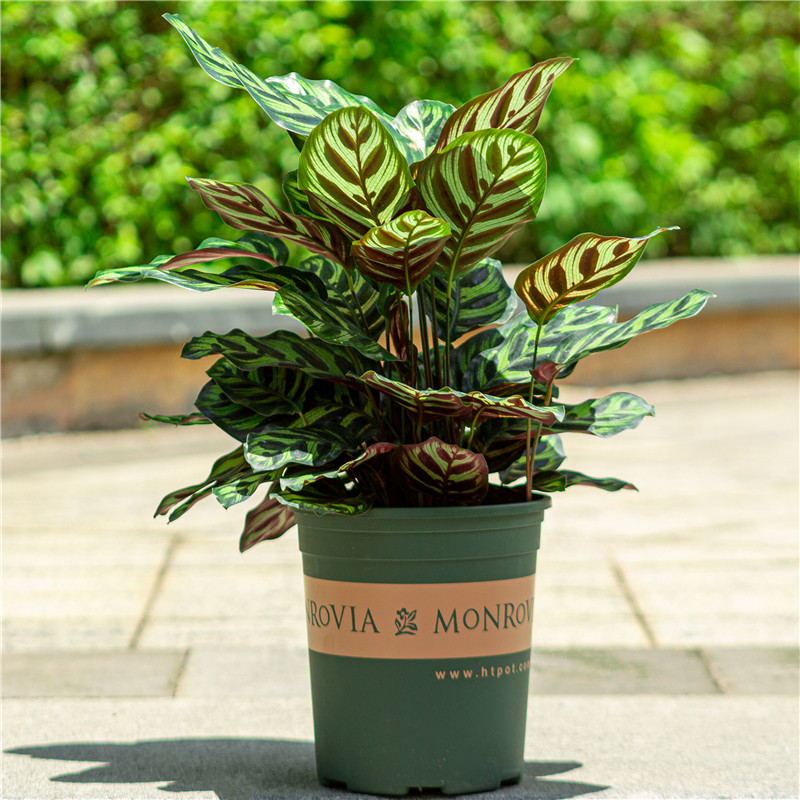 孔雀植物绿植叶绿植甲醛观净化空气竹芋常青四季办公桌绿植