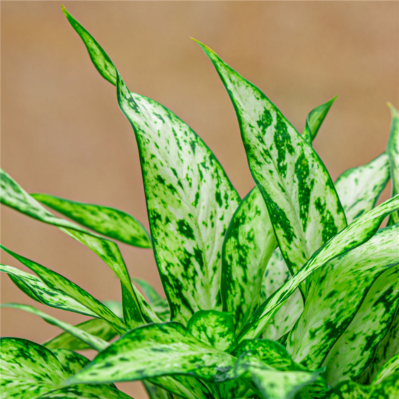 黄金植物绿植叶绿植万年青观耐阴净化空气黄金宝办公室客厅绿植