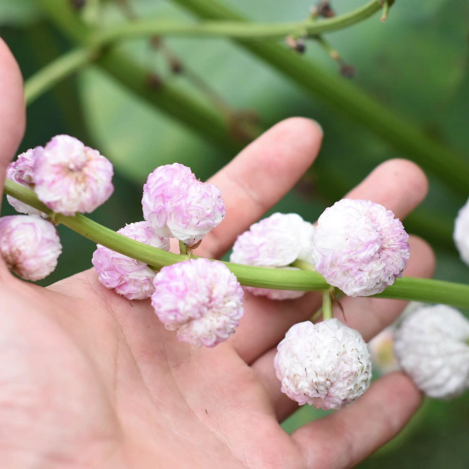 重瓣茨菇日本观赏花慈姑茉莉水生挺水植物搭配时令草本花卉