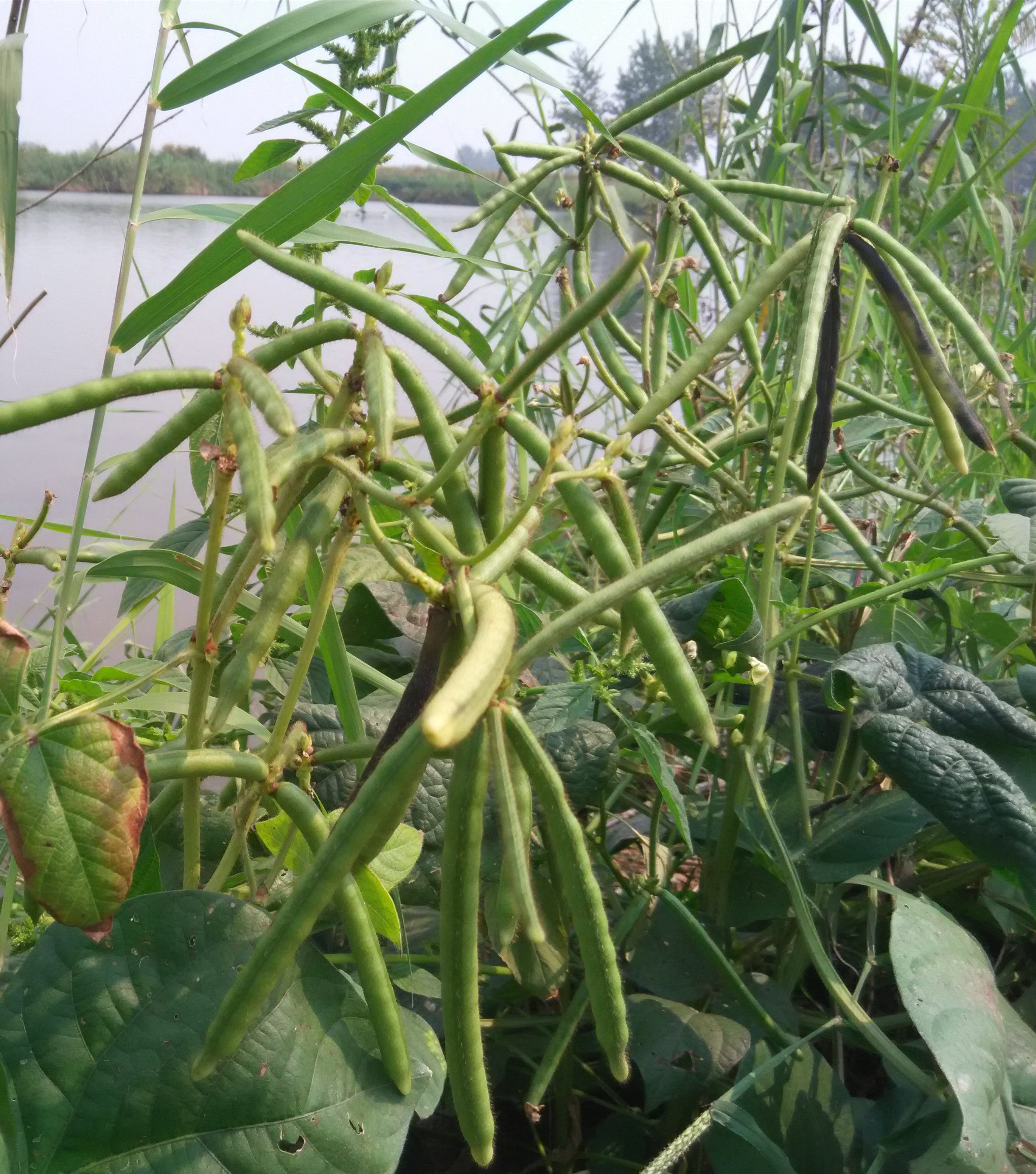 绿豆特价毛绿豆五谷绿豆芽农家绿豆汤杂粮自种1斤绿豆