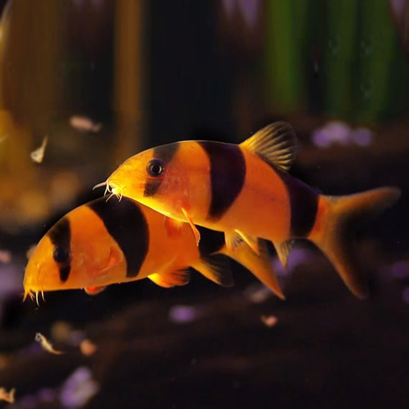 三间热带观赏鱼鼠鱼小丑泥鳅鼠清缸工具活体宠物鱼