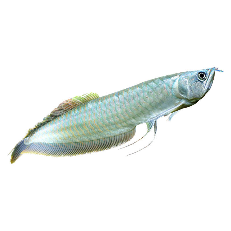 银龙鱼活体热带鱼观赏鱼活体大型鱼风水鱼中型鱼高品质顺丰包活