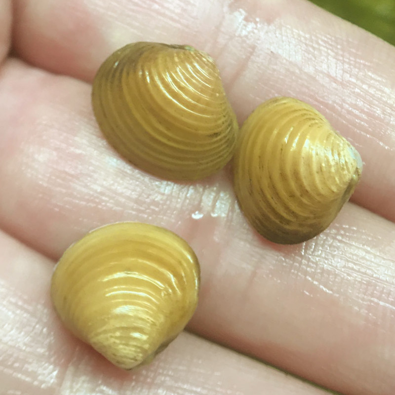 包邮净化鱼缸宠物活体水质观提高水质台湾金螺螺