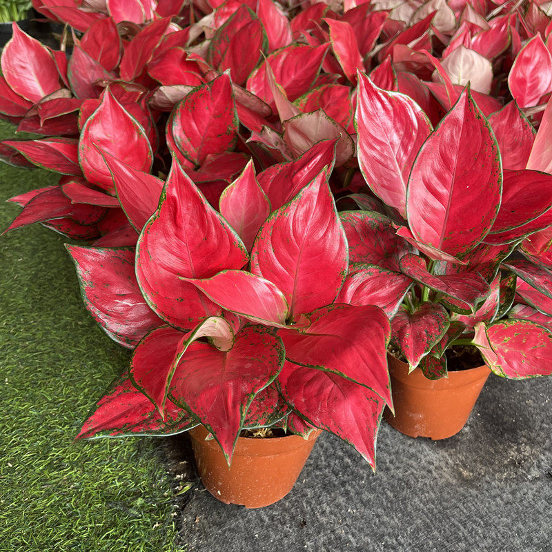 红颜植物叶子红叶美观喜庆绿植如意叶绿植室内观绿植