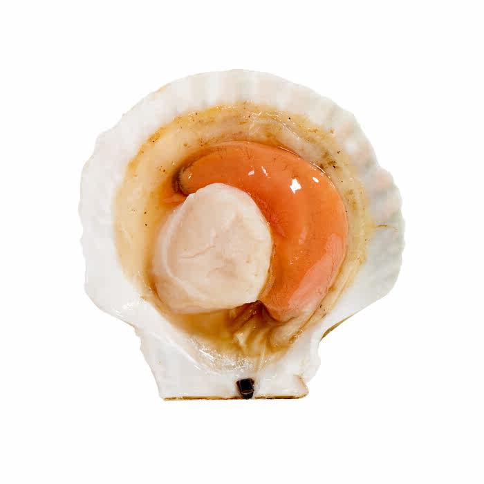 新鲜冷冻扇贝半壳贝 鲜活冷冻 特大 半壳虾夷扇贝大扇贝海鲜1000g