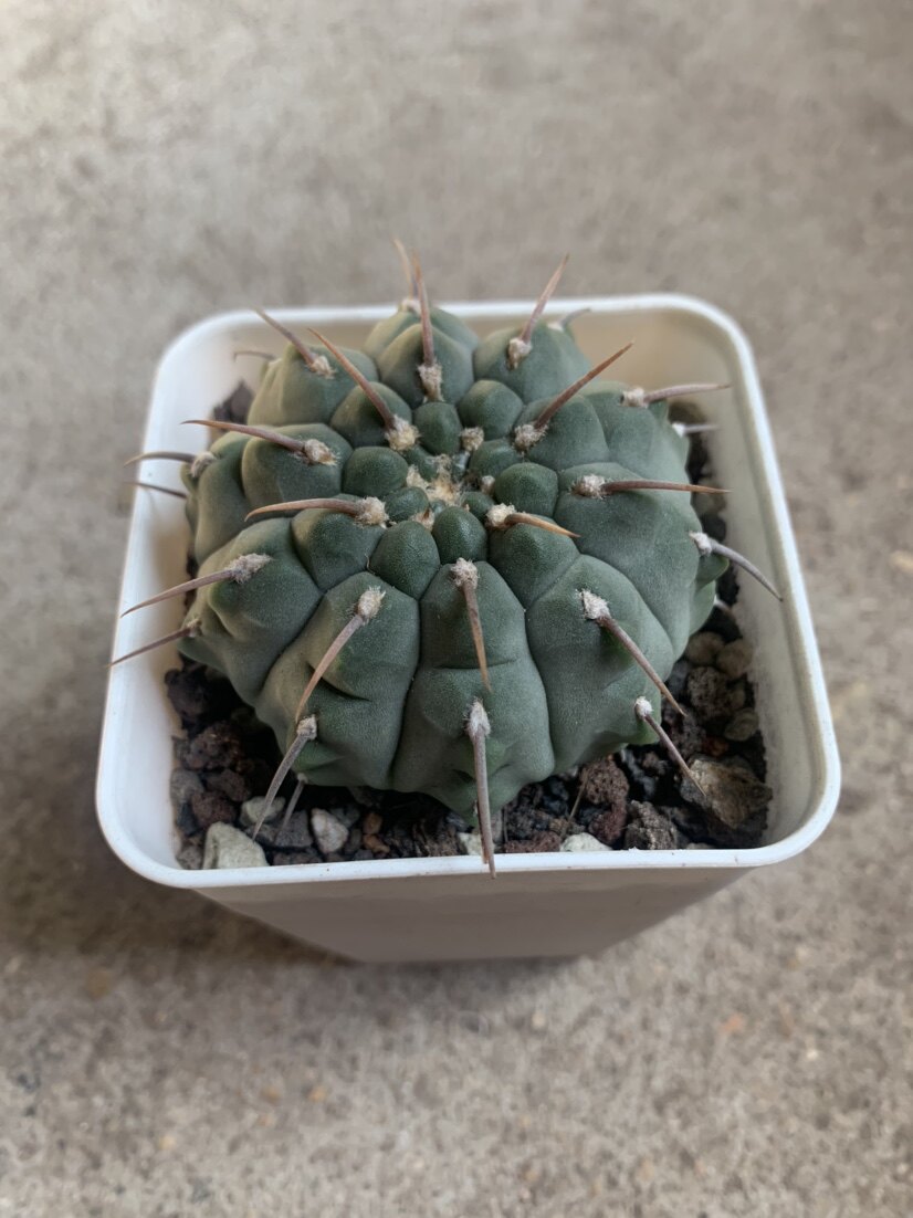 四海园艺一本仙人球实生多肉植物裸萼属大稀有多肉植物