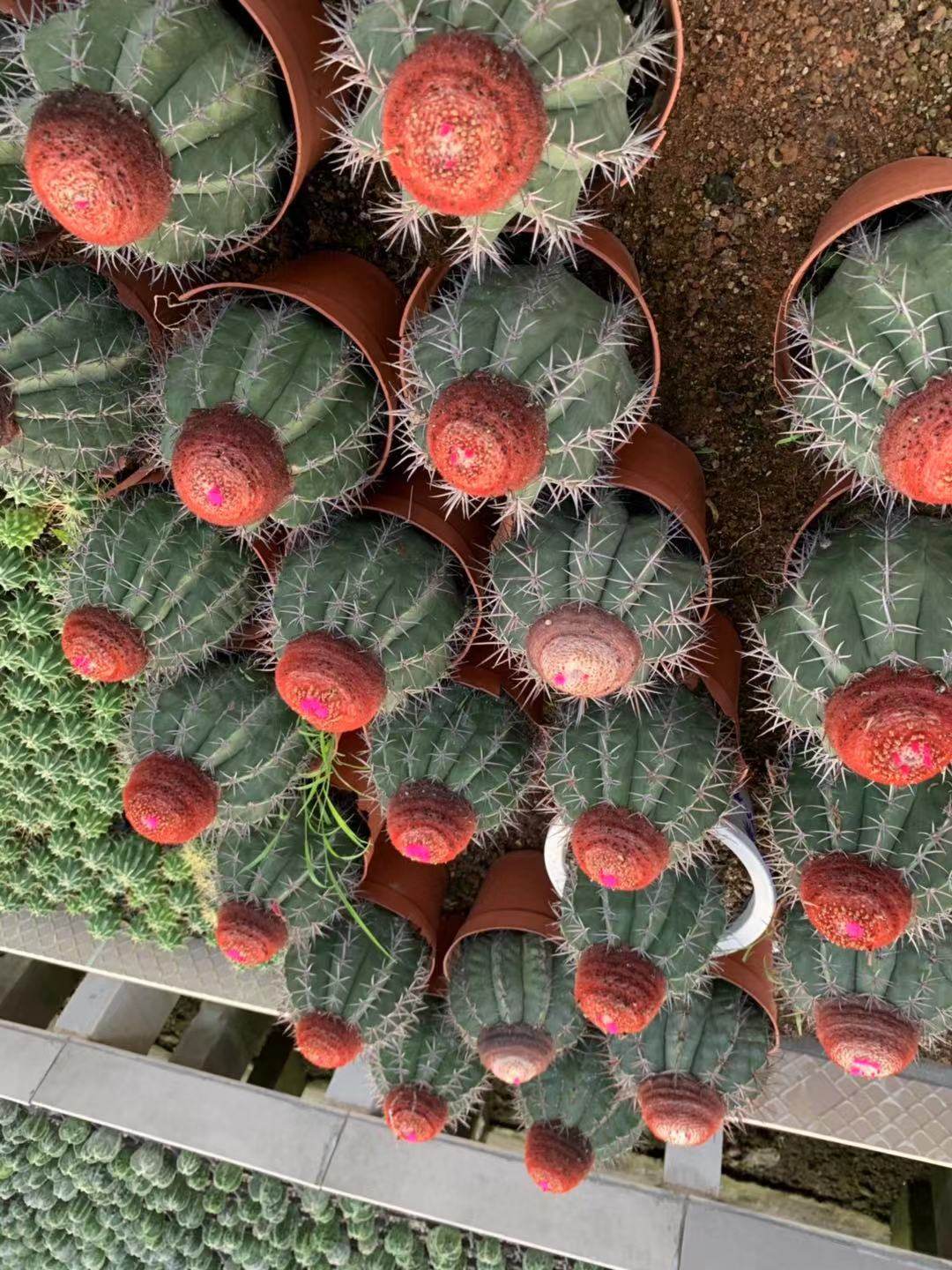 四海园艺层云魔云卷云桃云蓝云云属实生仙人球可一物一拍出云大型