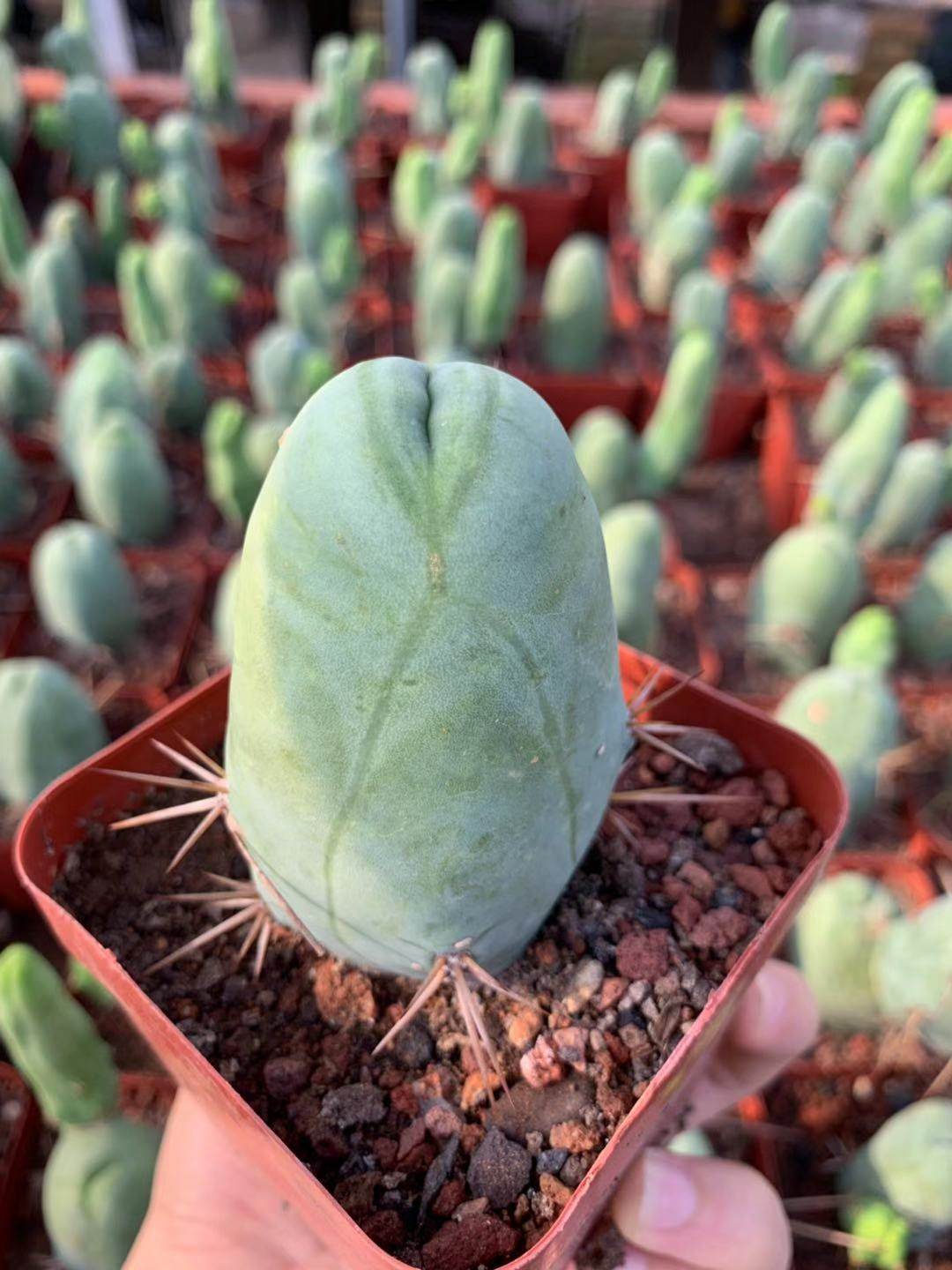 四海园艺程程柱精品仙人防辐射实生单头多多肉植物