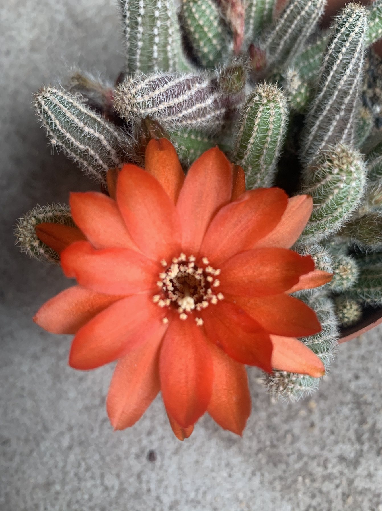 仙人四海园艺白檀仙人掌掌球垂吊鼠尾掌毛毛虫多肉多肉植物