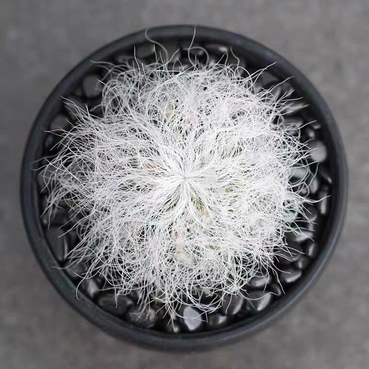 四海园艺翁柱仙人柱实生长毛白毛卷毛无刺不扎多肉植物