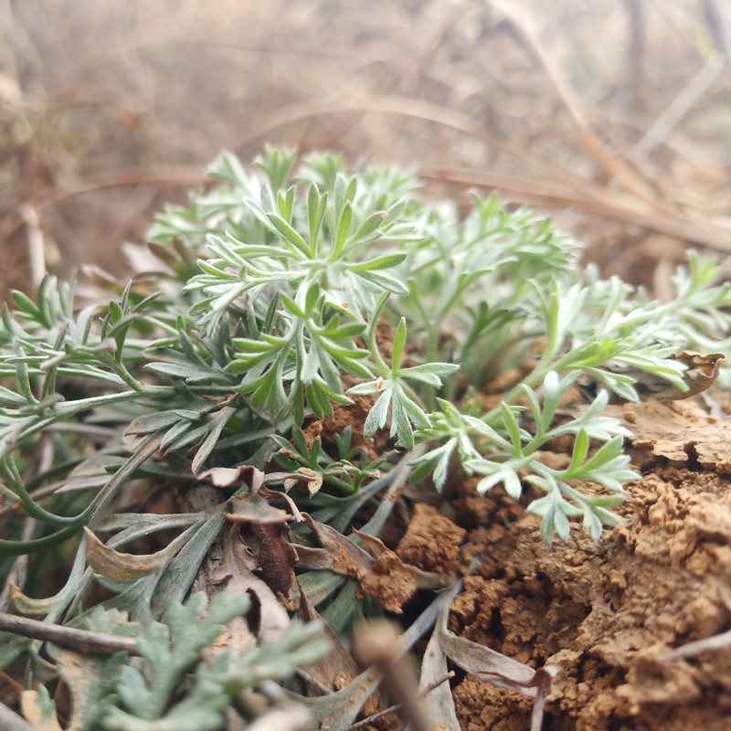 茵陈2022年白蒿苗野生新鲜正月三月绵茵陈嫩芽嫩芽其他药食同源食品