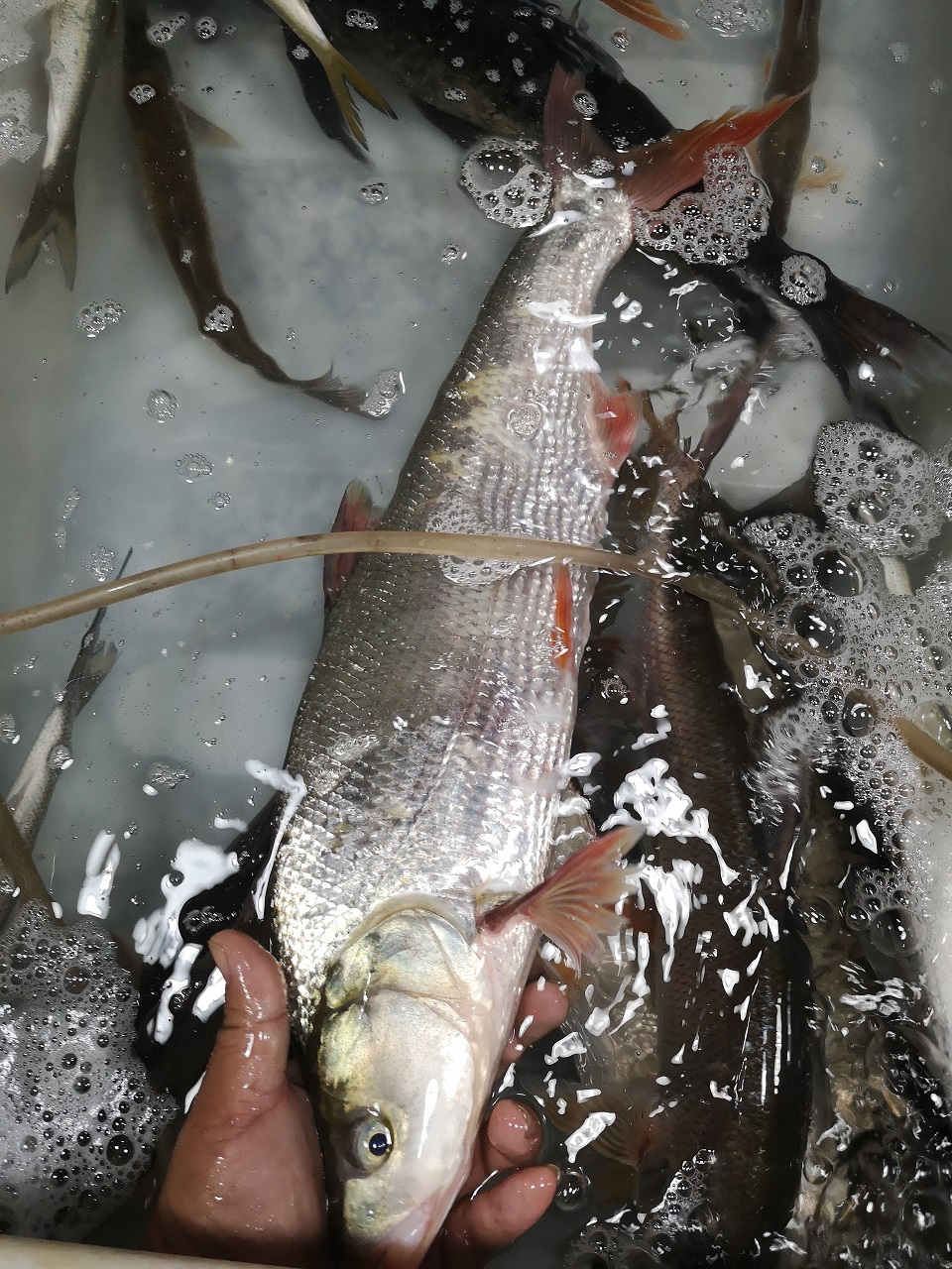 野红尾千岛湖淡水水产红珠鱼生新鲜活鱼肉质鲜嫩淡水鱼类