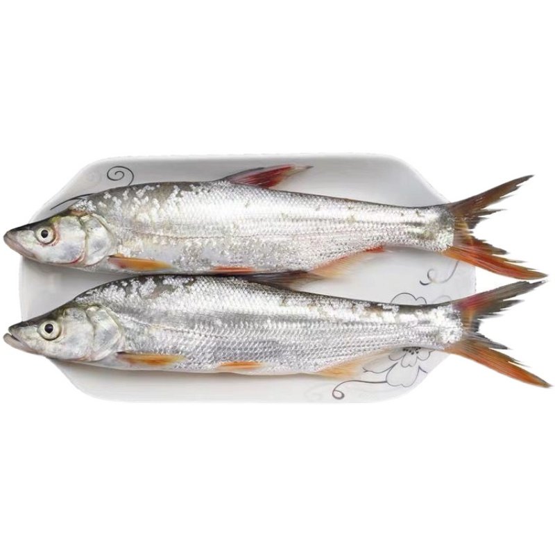 野红尾千岛湖淡水水产红珠鱼生新鲜活鱼肉质鲜嫩淡水鱼类