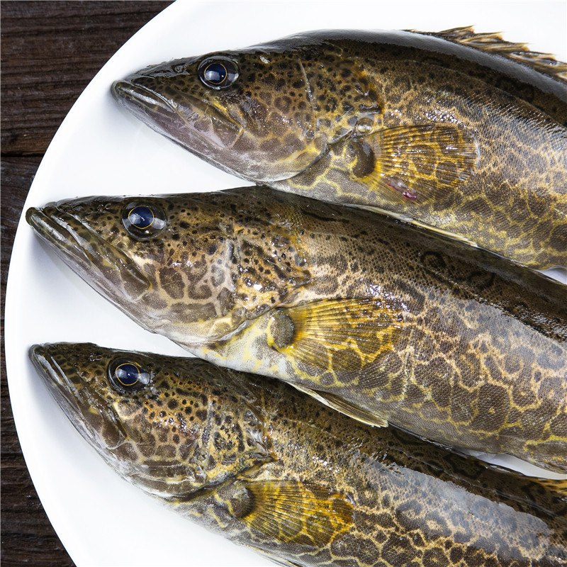 鲜活金钱新鲜桂鱼圆桶石桂鱼食用淡水千岛湖桂花淡水鱼类
