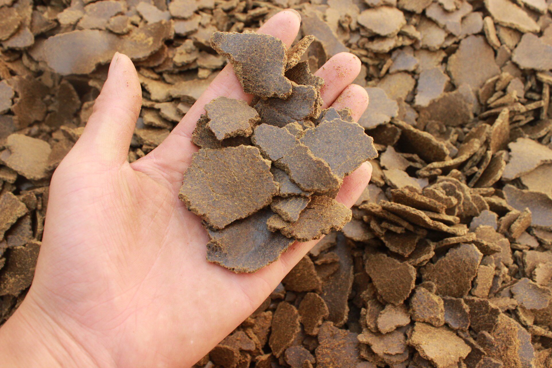 茶籽饼枯肥料菜子油菜籽鱼饵枯饼麸菜菜籽有机肥有机肥