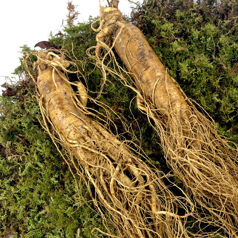 鲜人参500g长白山野生人身特大整枝泡酒煲汤新鲜人参山叁带土1斤