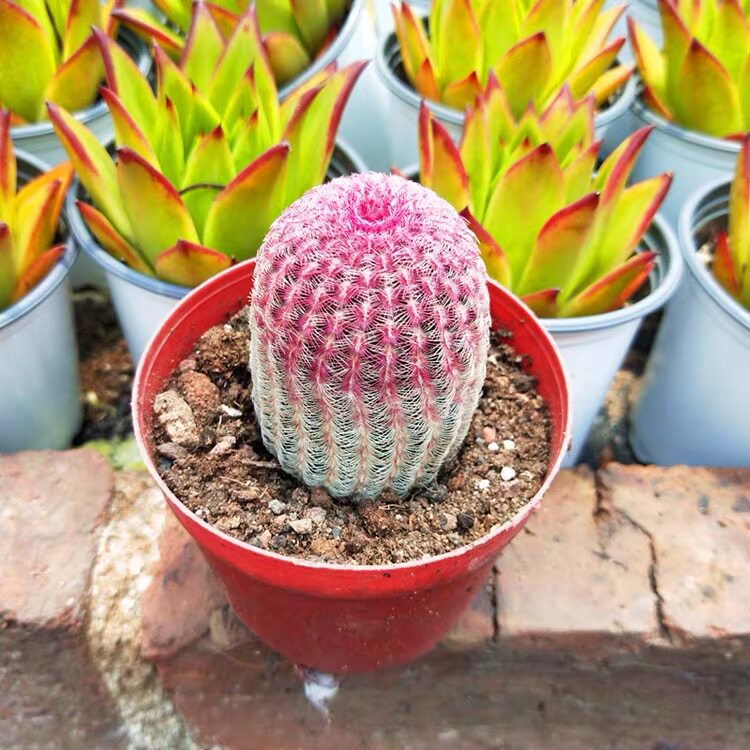 实生红太阳仙人球开花多肉植物小盆栽办公室内桌面花卉仙人掌