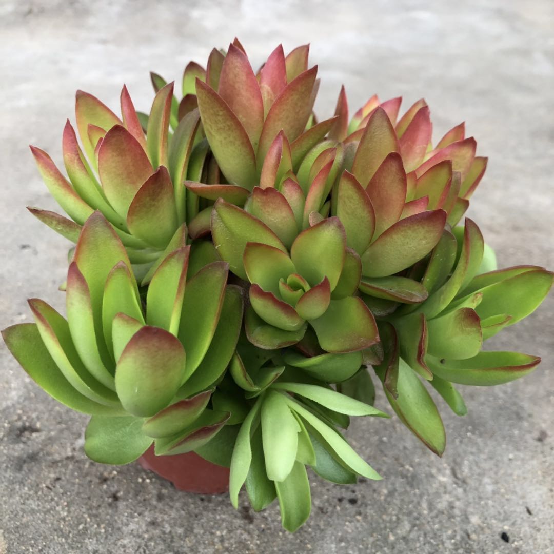 多肉火祭植物老桩多头群生火炬办公办公室室内多肉植物