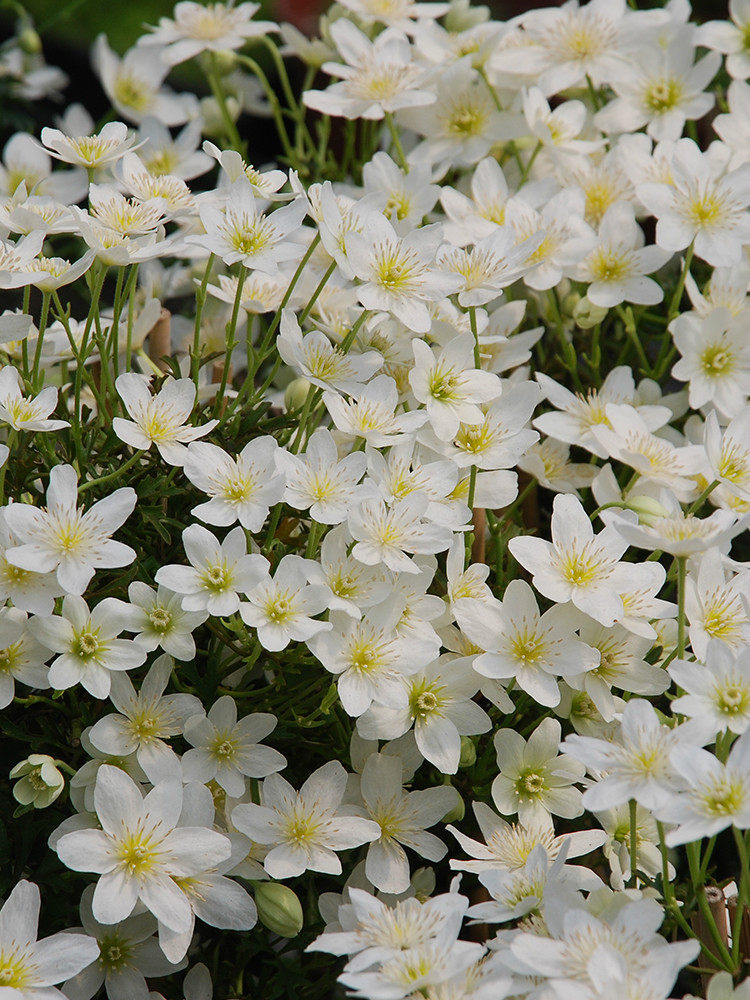 铃兰家银币铁线莲花苗常绿苹果花多年生爬藤开花机器时令草本花卉
