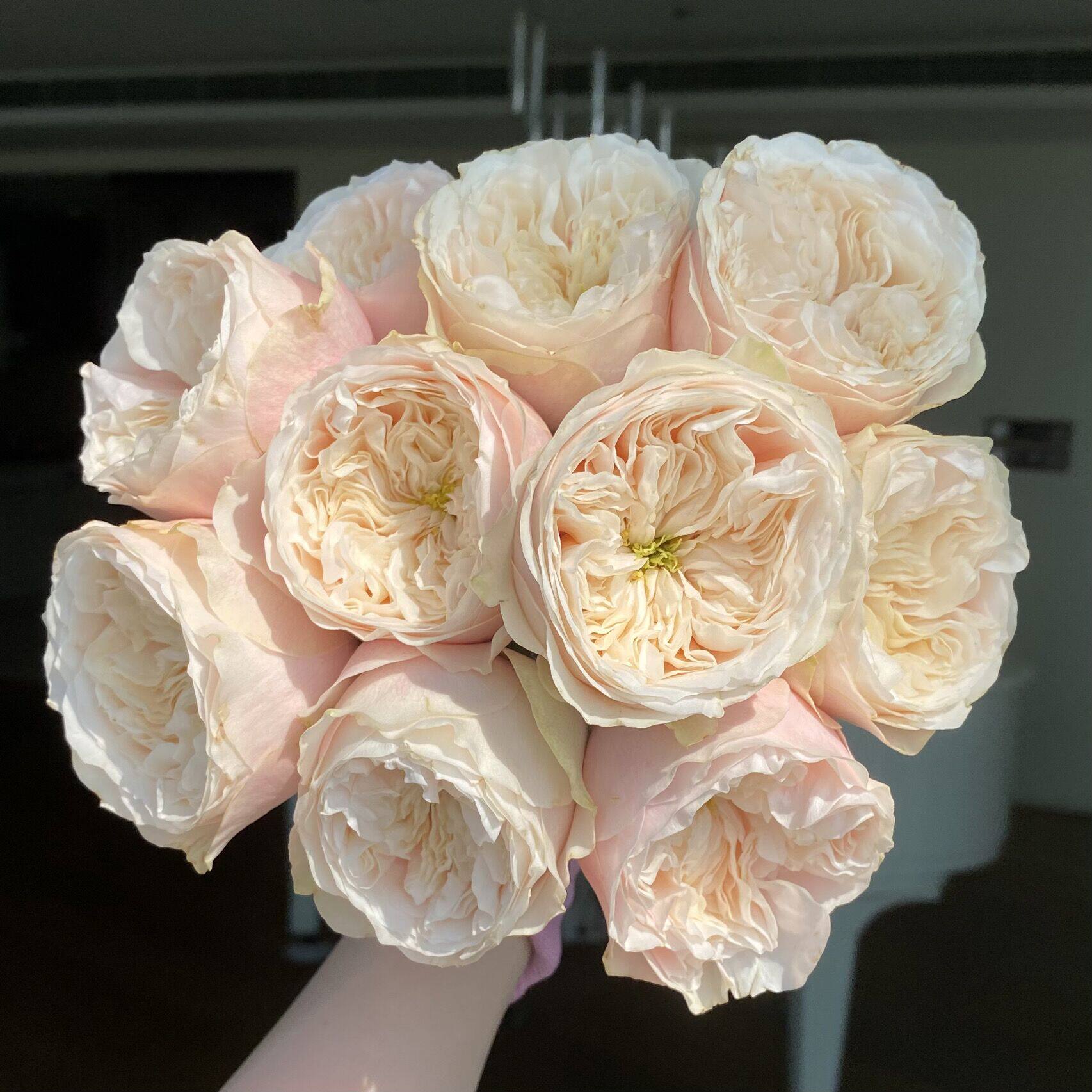 铃兰家达林顿丹林顿新品花园vip玫瑰玫瑰花花苗盆栽月季